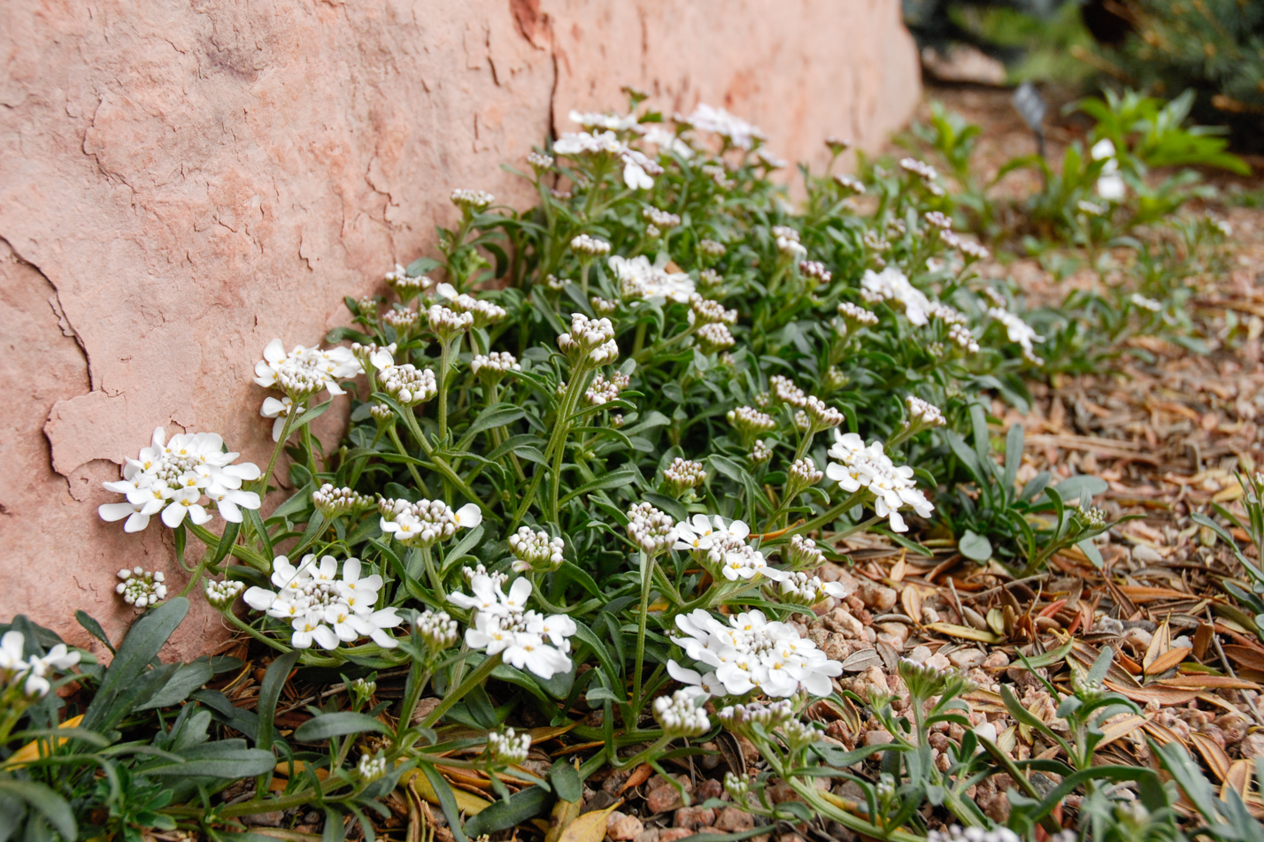 Dwarf Candytuft